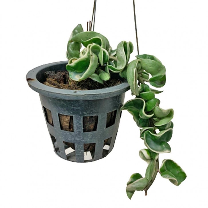 Hoya Compacta (Hindu Rope)