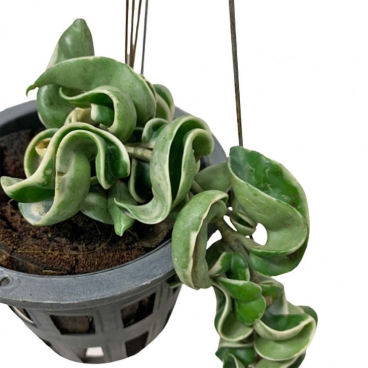 Hoya Compacta (Hindu Rope)
