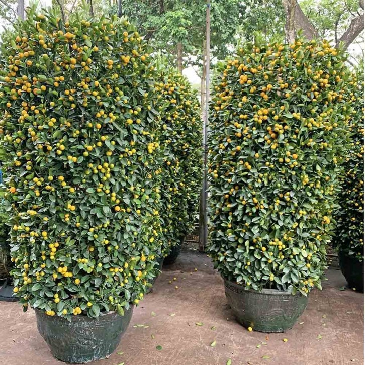 PREMIUM Kumquat 90cm Green Jar 255cm(H) 四季桔 Four Season Lime