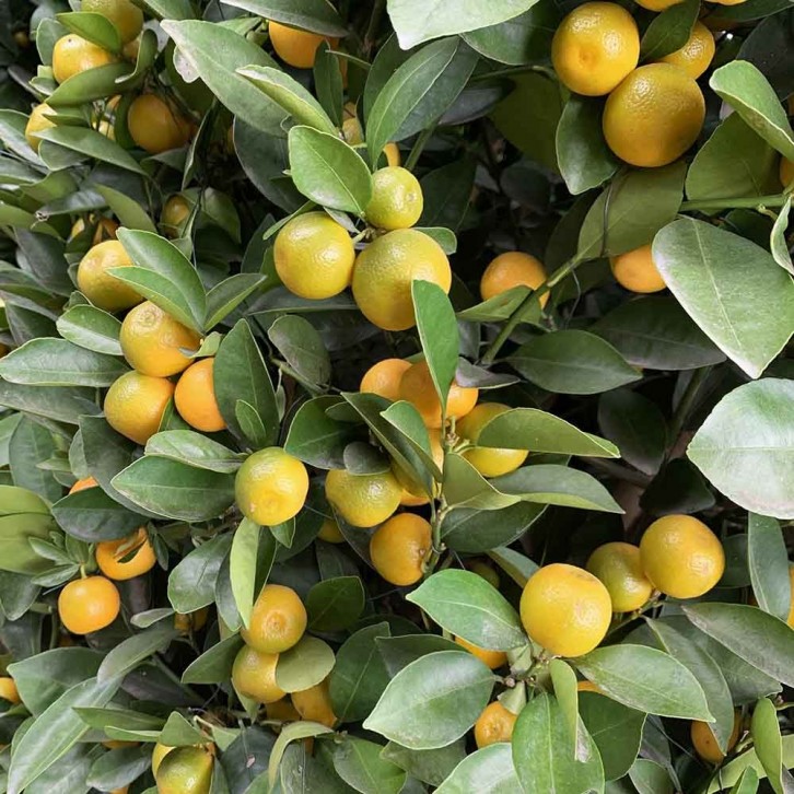 PREMIUM Kumquat 90cm Green Jar 255cm(H) 四季桔 Four Season Lime