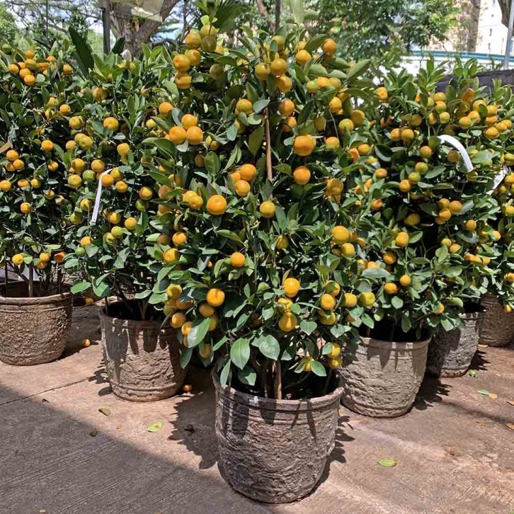 PREMIUM Kumquat 10" Pot 90cm(H) 四季桔 Four Season Lime