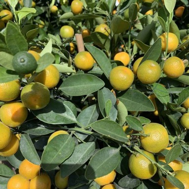 PREMIUM Kumquat 10" Pot 90cm(H) 四季桔 Four Season Lime