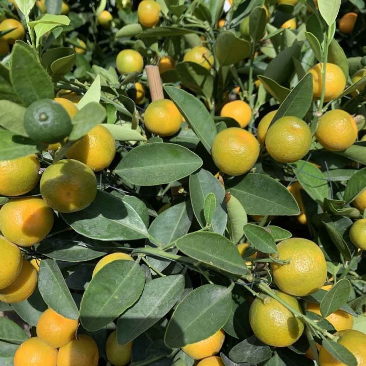 PREMIUM Kumquat 10" Pot 90cm(H) 四季桔 Four Season Lime