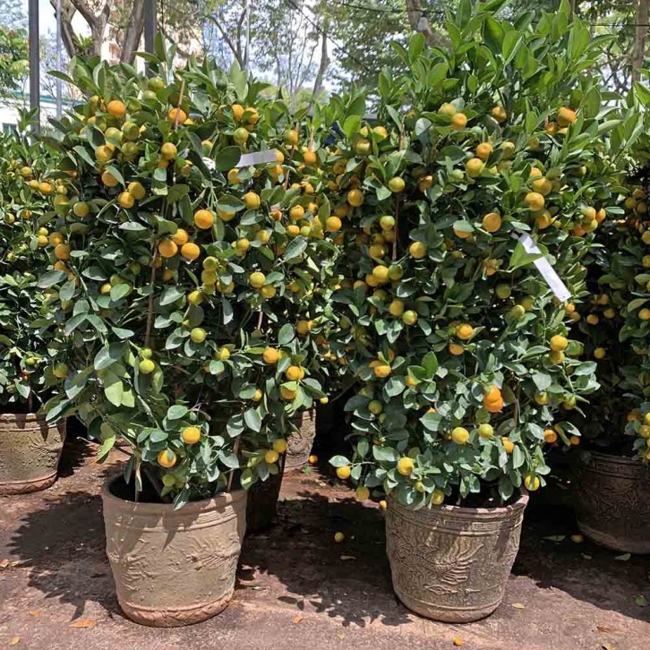 PREMIUM Kumquat 12" Pot x 100-110cm(H) 四季桔 Four Season Lime