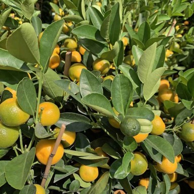 PREMIUM Kumquat 12" Pot x 100-110cm(H) 四季桔 Four Season Lime