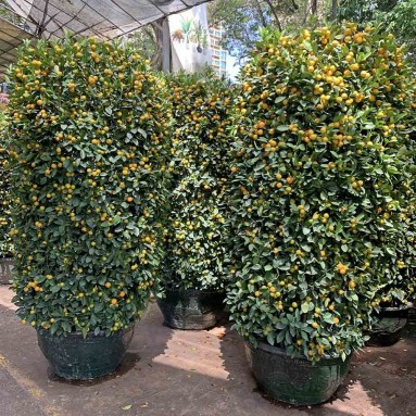 PREMIUM Kumquat 80cm Green Jar 240cm(H)  四季桔 Four Season Lime