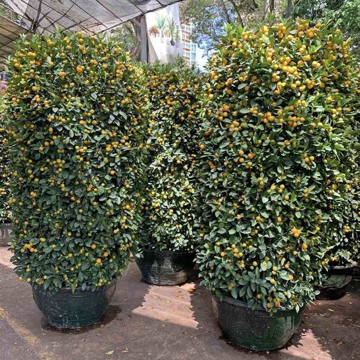 PREMIUM Kumquat 80cm Green Jar 240cm(H)  四季桔 Four Season Lime