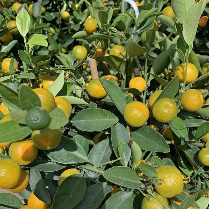 PREMIUM Kumquat 80cm Green Jar 240cm(H)  四季桔 Four Season Lime