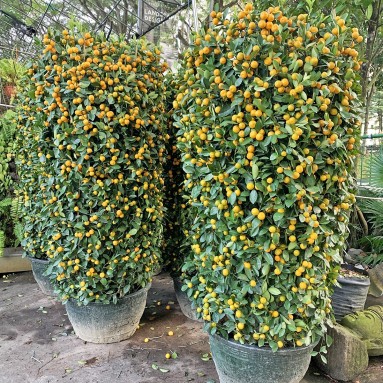 PREMIUM Kumquat 50cm Green Jar 150cm(H) 四季桔 Four Season Lime