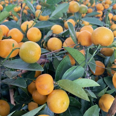 PREMIUM Kumquat 50cm Green Jar 150cm(H) 四季桔 Four Season Lime