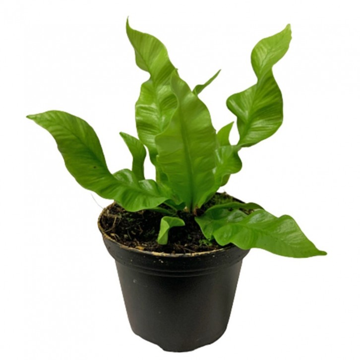 Asplenium 'Crispy Wave'