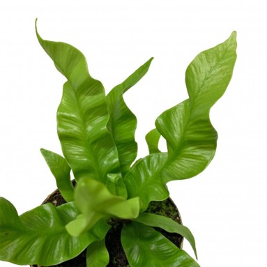 Asplenium 'Crispy Wave'