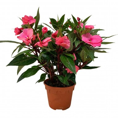 New Guinea Impatiens (Sun Impatiens)