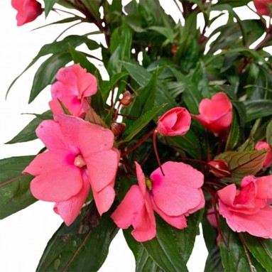 New Guinea Impatiens (Sun Impatiens)