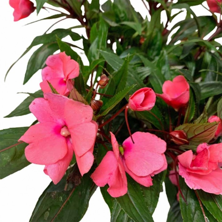 New Guinea Impatiens (Sun Impatiens)