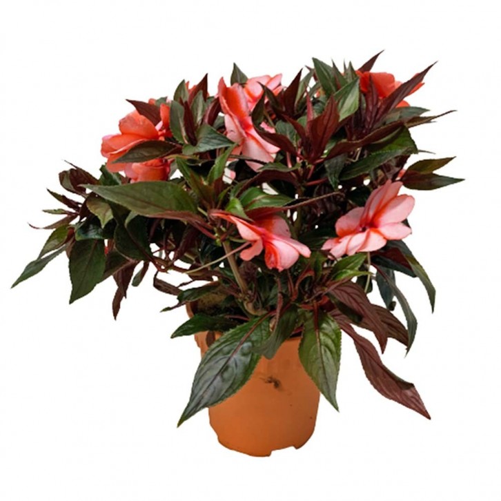 New Guinea Impatiens (Sun Impatiens)