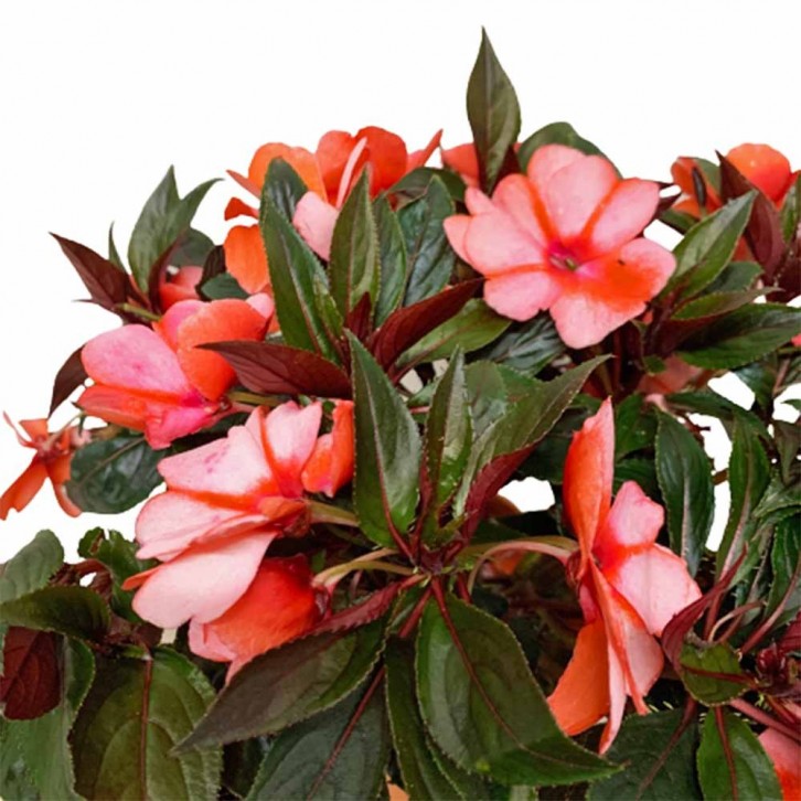 New Guinea Impatiens (Sun Impatiens)