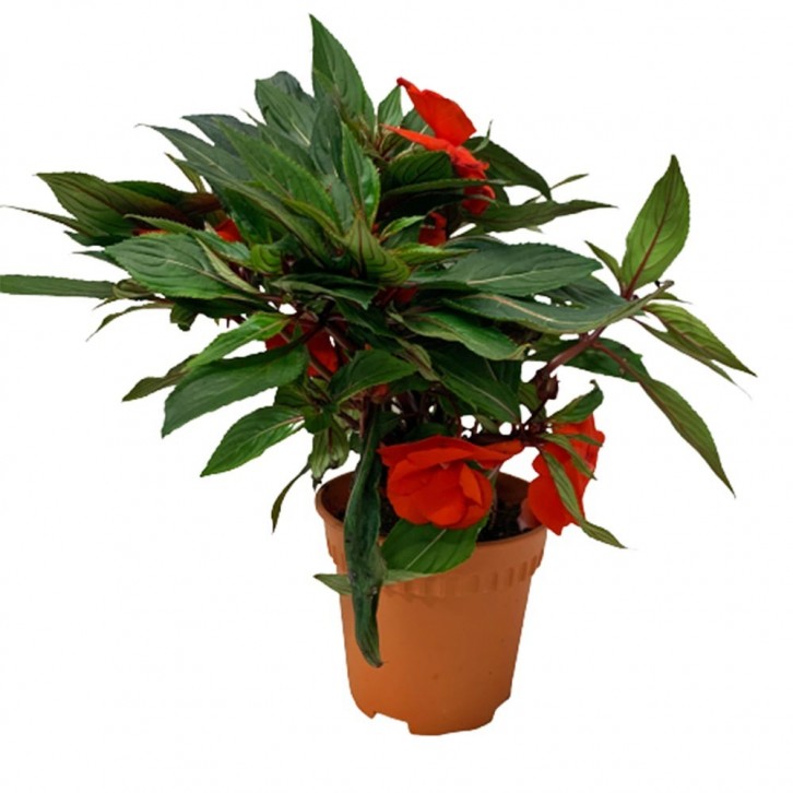 New Guinea Impatiens (Sun Impatiens)