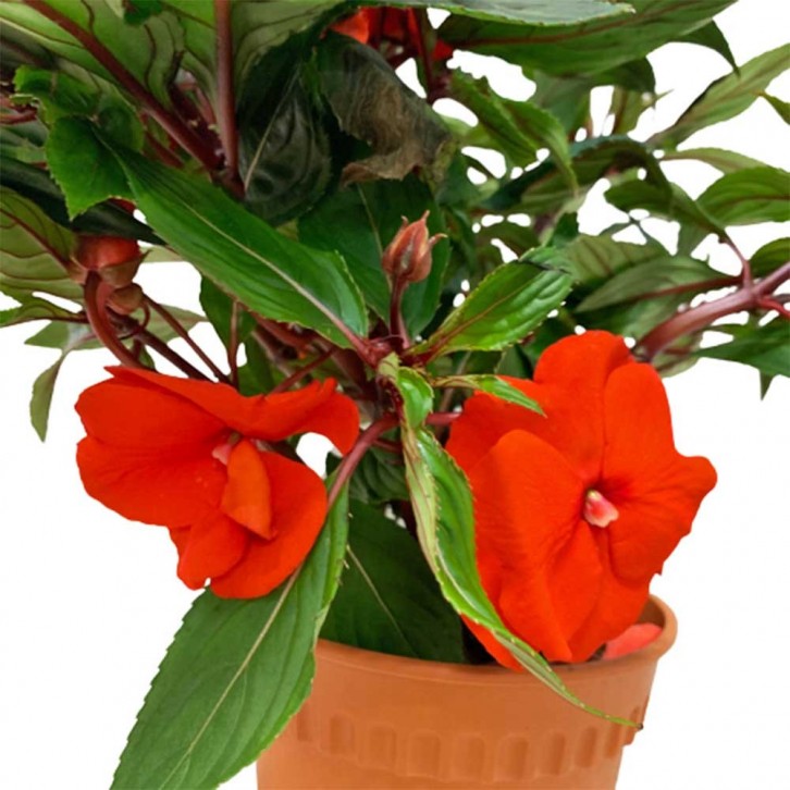 New Guinea Impatiens (Sun Impatiens)