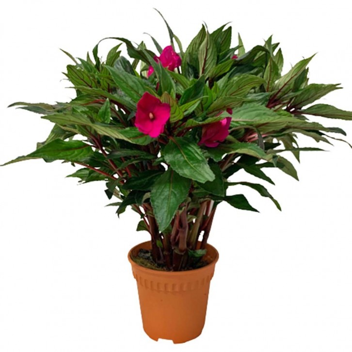 New Guinea Impatiens (Sun Impatiens)