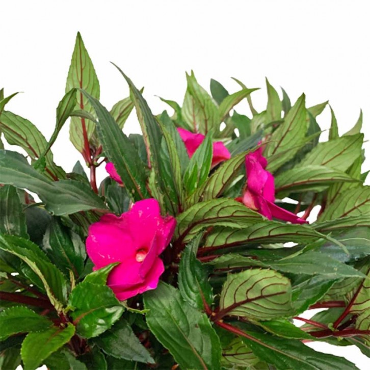 New Guinea Impatiens (Sun Impatiens)