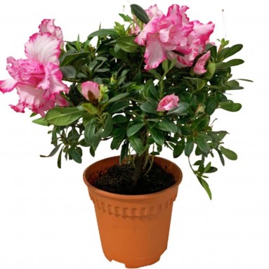 Pink Azalea 14cm(Ø) Pot 杜鹃花