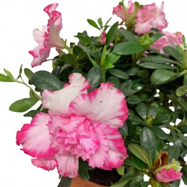 Pink Azalea 14cm(Ø) Pot 杜鹃花