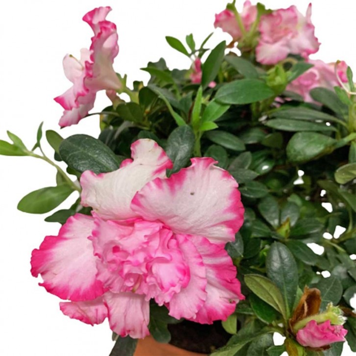 Pink Azalea 14cm(Ø) Pot 杜鹃花