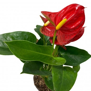Anthurium Andraeanum 火鹤花 RED (Flamingo Flower)