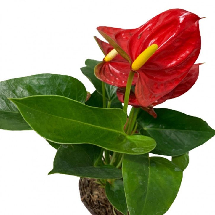 Anthurium Andraeanum 火鹤花 RED (Flamingo Flower)