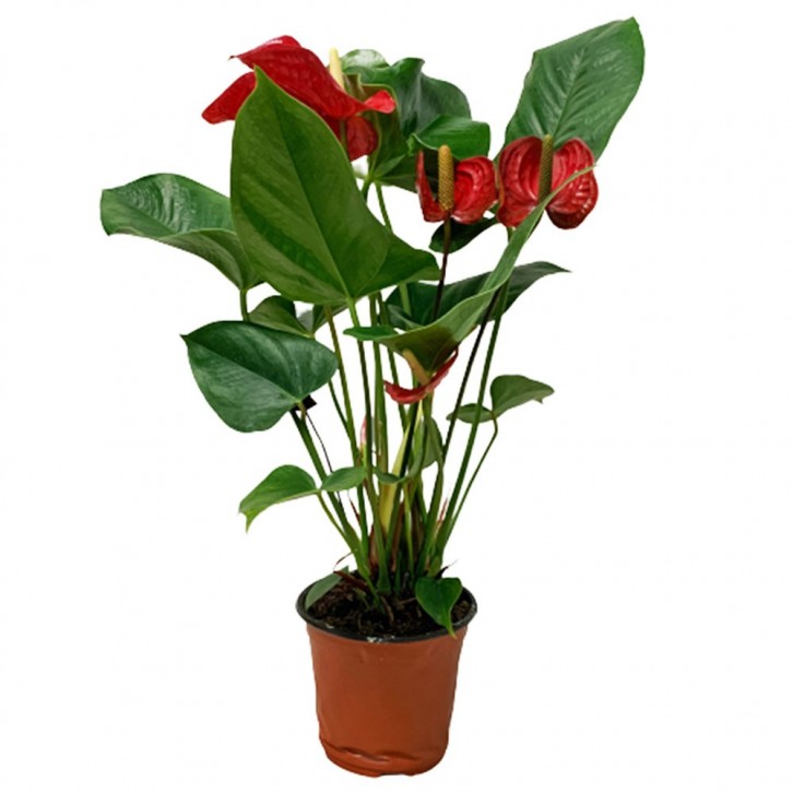 Anthurium Andraeanum 火鹤花 RED (Flamingo Flower)