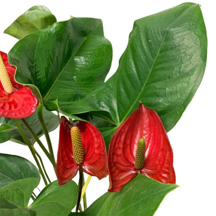 Anthurium Andraeanum 火鹤花 RED (Flamingo Flower)