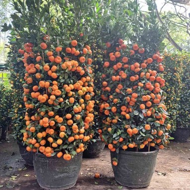PREMIUM Mandarin Orange - 18" Pot x 180cm(H) 朱砂橘