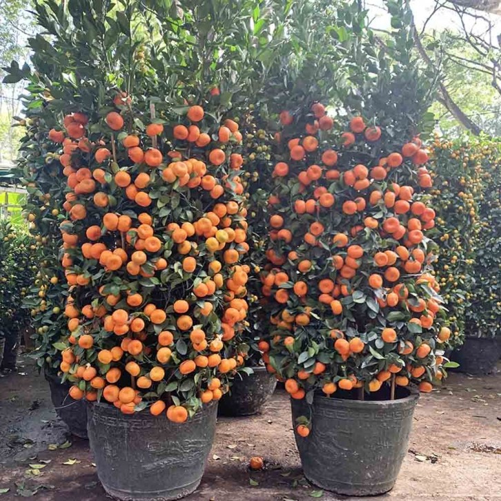 PREMIUM Mandarin Orange - 18" Pot x 180cm(H) 朱砂橘