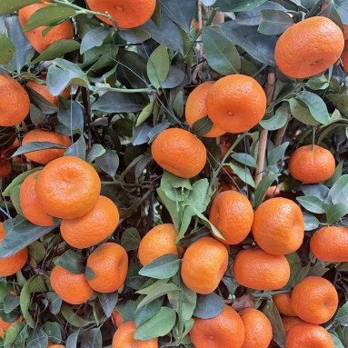 PREMIUM Mandarin Orange - 18" Pot x 180cm(H) 朱砂橘