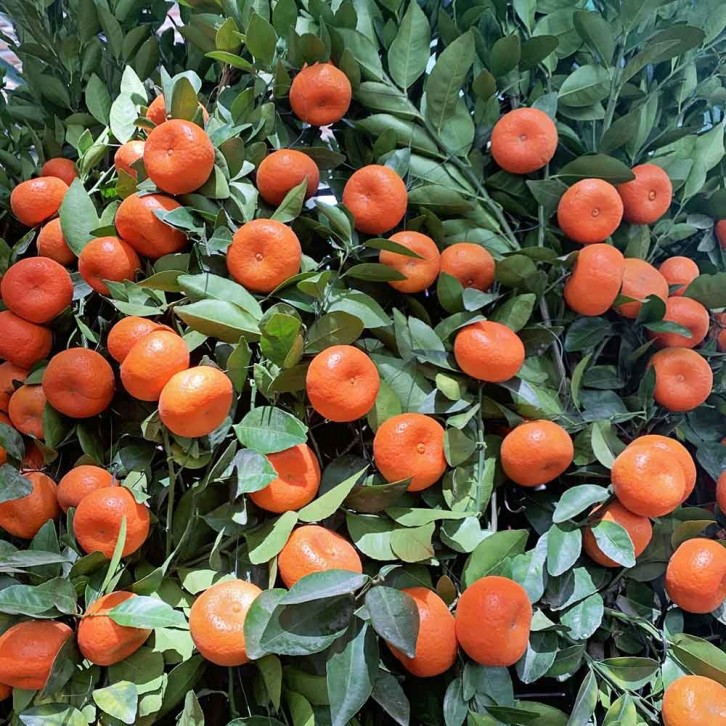 PREMIUM Mandarin Orange 80cm Green Jar 210cm(H) 朱砂橘