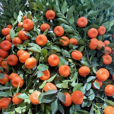 PREMIUM Mandarin Orange 70cm Green Jar 200cm(H) 朱砂橘