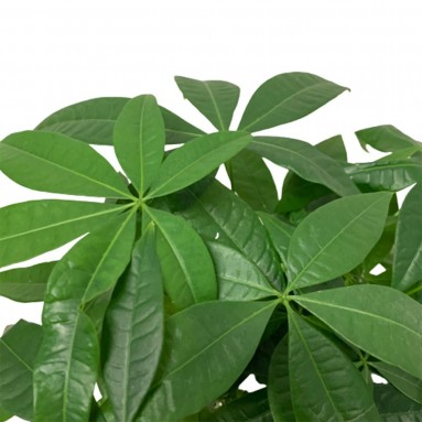 CNY Pachira Trio