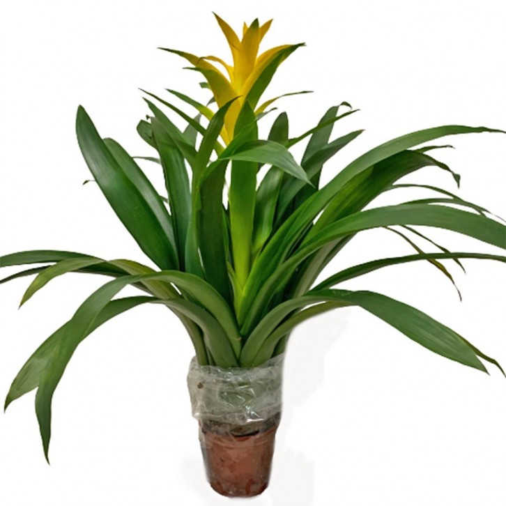Guzmania Lingulata (Pineapple Flowers)
