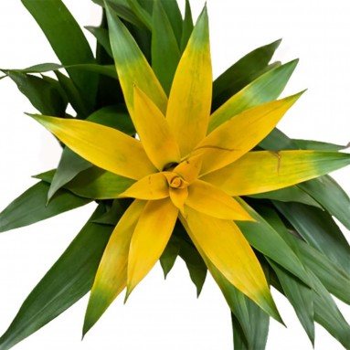 Guzmania Lingulata (Pineapple Flowers)
