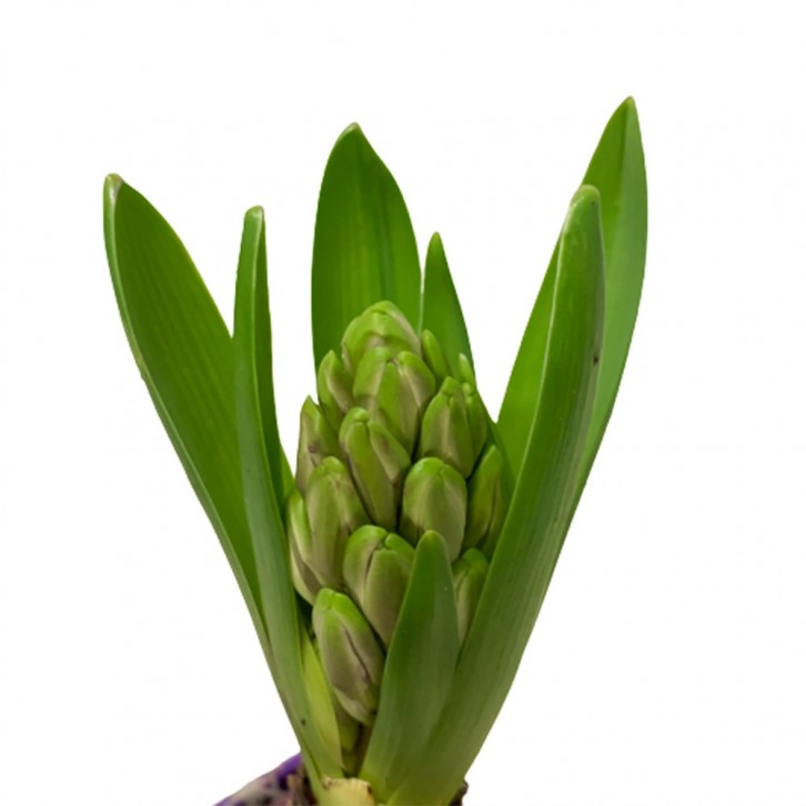 Mini Hyacinthus 风信子花