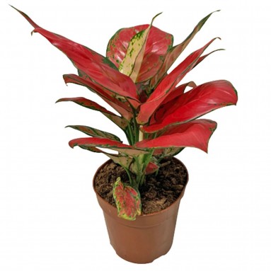 Aglaonema 'Super Red'