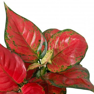 Aglaonema 'Super Red'