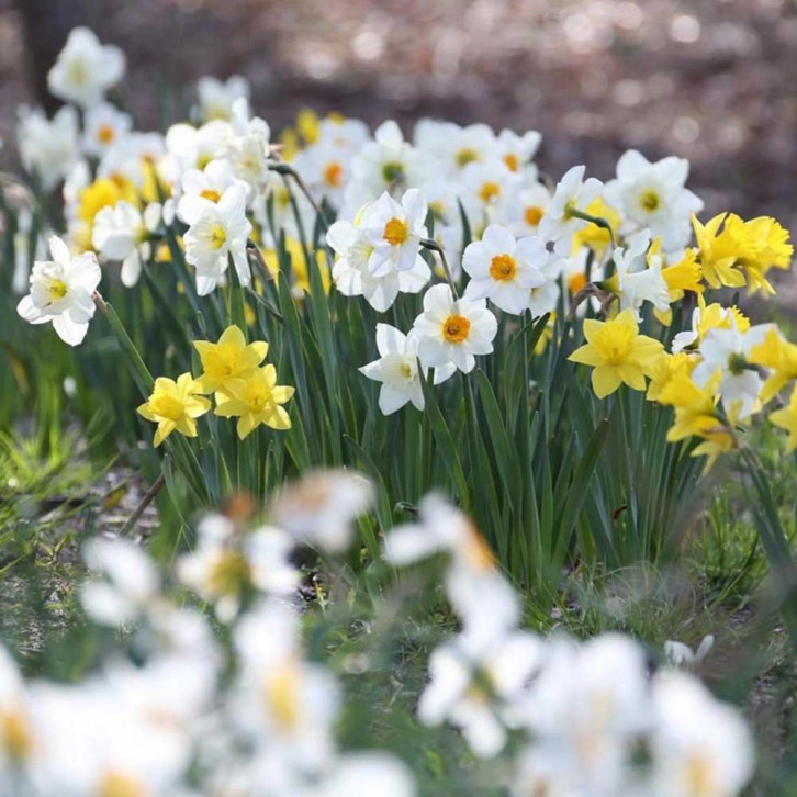 Narcissus 水仙花 Daffodils (Decorum)