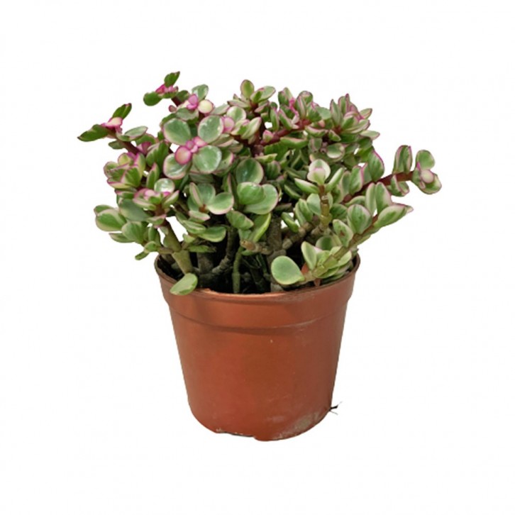 Portulacaria Afra (Elephant Bush)