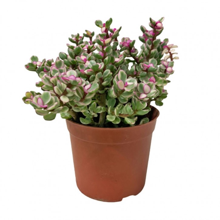 Portulacaria Afra (Elephant Bush)