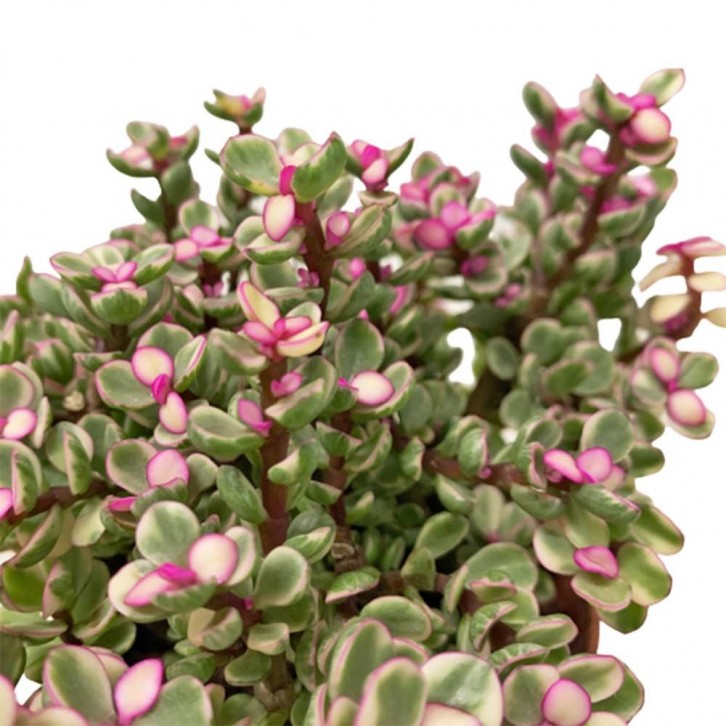 Portulacaria Afra (Elephant Bush)