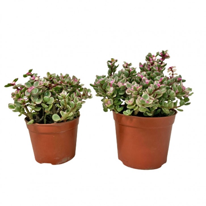 Portulacaria Afra (Elephant Bush)