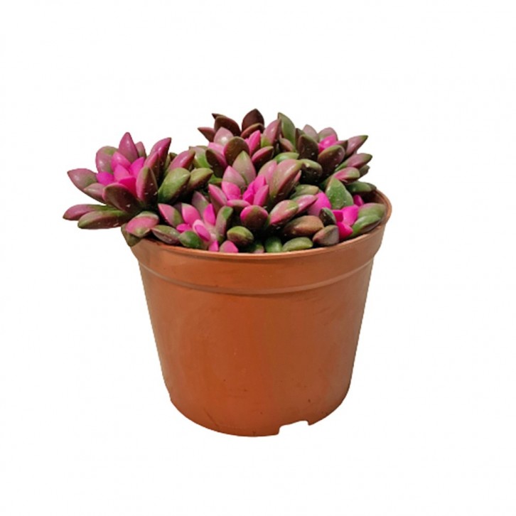 Anacampseros Telephiastrum Sunset