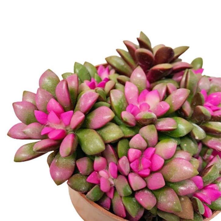 Anacampseros Telephiastrum Sunset